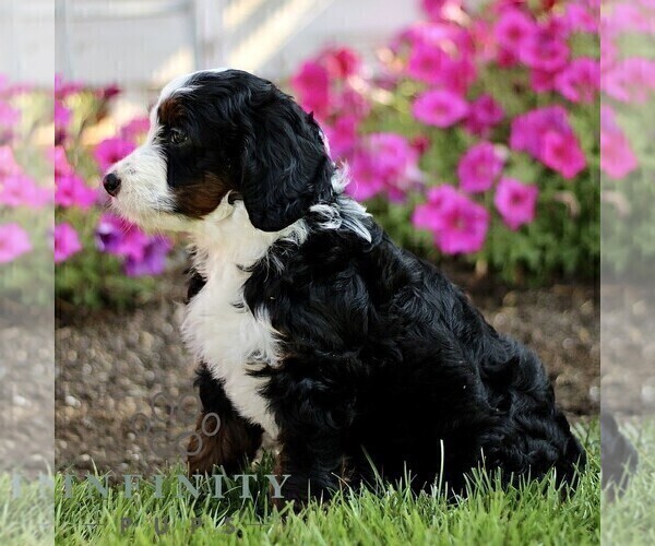 Medium Photo #4 Bernedoodle (Miniature) Puppy For Sale in GORDONVILLE, PA, USA
