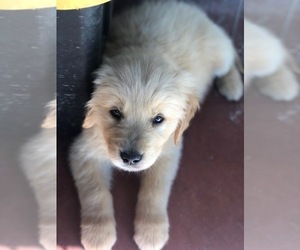 Golden Retriever Puppy for sale in WESTLAKE VILLAGE, CA, USA