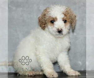 Poodle (Miniature) Puppy for sale in LEOLA, PA, USA