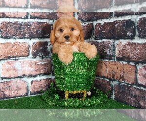 Cavapoo Puppy for sale in BEL AIR, MD, USA