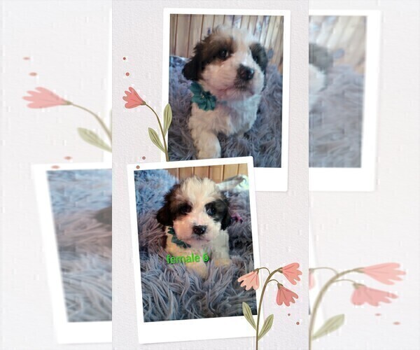 Medium Photo #4 Cock-A-Tzu Puppy For Sale in WOBURN, MA, USA