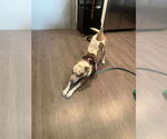 Small #2 Staffordshire Bull Terrier