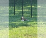 Small #1 Beagle