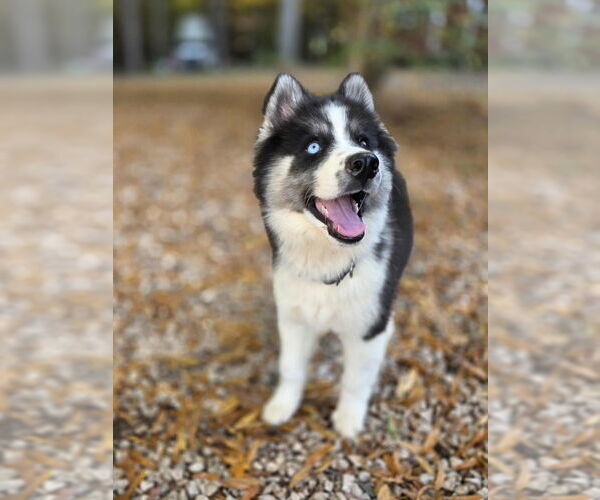 Medium Photo #4 Siberian Husky Puppy For Sale in Raleigh, NC, USA