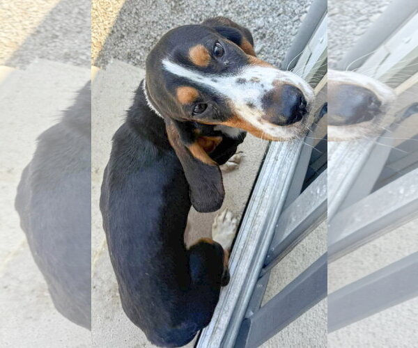 Medium Photo #5 Basset Hound Puppy For Sale in Deepwater, NJ, USA