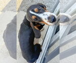 Small #4 Basset Hound