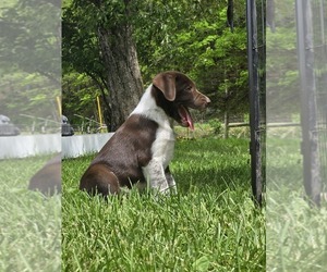 Border Collie-German Shorthaired Pointer Mix Puppy for Sale in RICHLAND CENTER, Wisconsin USA