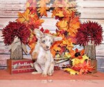Puppy Flip Chihuahua