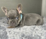 Puppy Puppy 4 French Bulldog