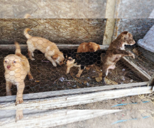 Golden Labrador Puppy for sale in CALHAN, CO, USA