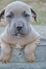 American Pit Bull Terrier Puppy for sale in ARMUCHEE, GA, USA
