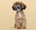 Small Photo #9 Cock-A-Tzu Puppy For Sale in SAN DIEGO, CA, USA