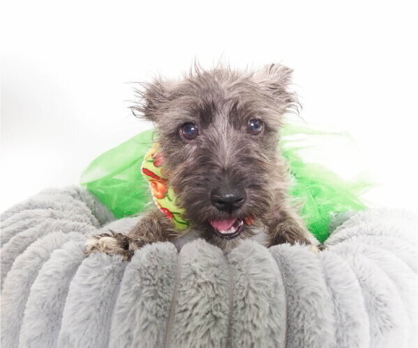 Medium Photo #5 Mutt Puppy For Sale in Phoenix, AZ, USA