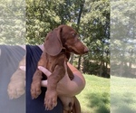 Small Photo #2 Dachshund Puppy For Sale in STELLA, MO, USA