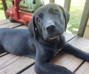 Great Pyrenees-Weimaraner Mix Puppy for sale in ENOREE, SC, USA