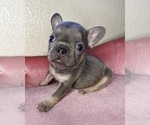 Small Photo #4 French Bulldog Puppy For Sale in MENIFEE, CA, USA