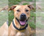 Small Labrador Retriever Mix