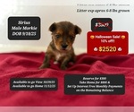 Image preview for Ad Listing. Nickname: Sirius