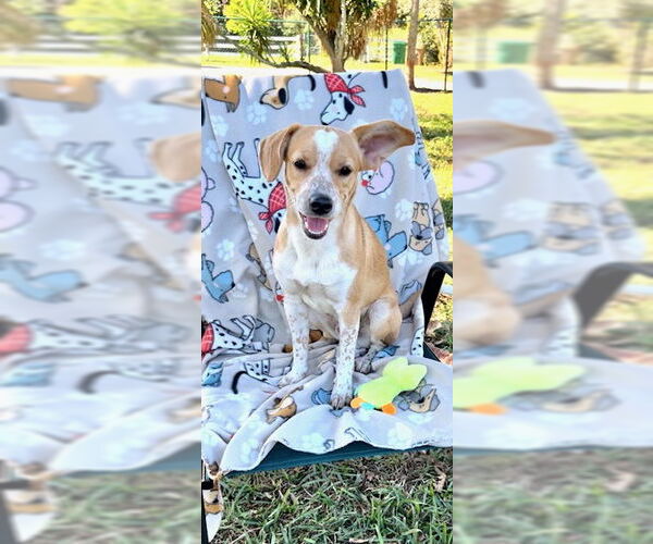 Medium Photo #7 Cocker Spaniel-Jack Russell Terrier Mix Puppy For Sale in Weston, FL, USA