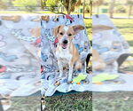 Small #6 Cocker Spaniel-Jack Russell Terrier Mix