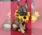 Small Photo #10 German Shepherd Dog Puppy For Sale in HOLDEN, MO, USA