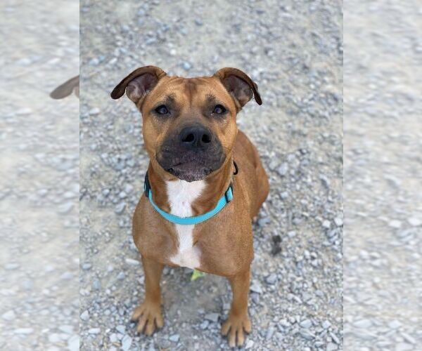 Medium Photo #2 American Pit Bull Terrier Puppy For Sale in Evansville, IN, USA
