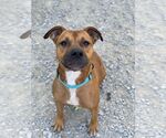Small #1 American Pit Bull Terrier