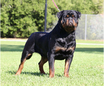 Small Photo #2 Rottweiler Puppy For Sale in FONTANA, CA, USA