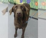 Small Photo #1 Labrador Retriever Puppy For Sale in Waco, TX, USA
