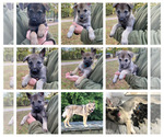 Small #19 Czech Wolfdog-German Shepherd Dog Mix