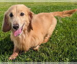 Small #4 Dachshund