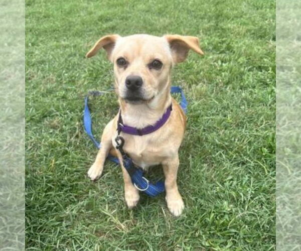 Medium Photo #3 Mutt Puppy For Sale in Canton, CT, USA