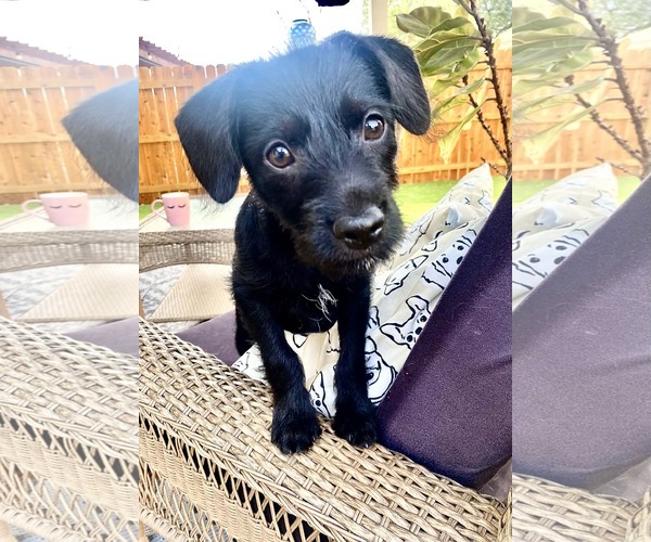 Medium Photo #1 Chihuahua-Unknown Mix Puppy For Sale in Fort Worth, TX, USA