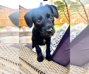 Chihuahua-Unknown Mix Dogs for adoption in Fort Worth, TX, USA