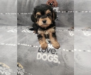 YorkiePoo Puppy for Sale in GRANDVILLE, Michigan USA