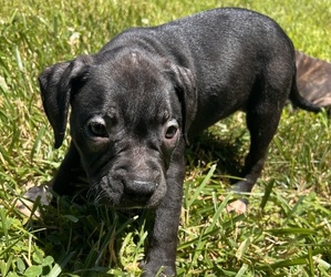 American Pit Bull Terrier Puppy for Sale in LEES SUMMIT, Missouri USA