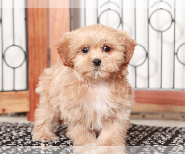 Medium Photo #2 ShihPoo Puppy For Sale in NAPLES, FL, USA