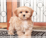 Small #1 ShihPoo
