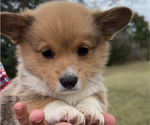 Small #14 Pembroke Welsh Corgi