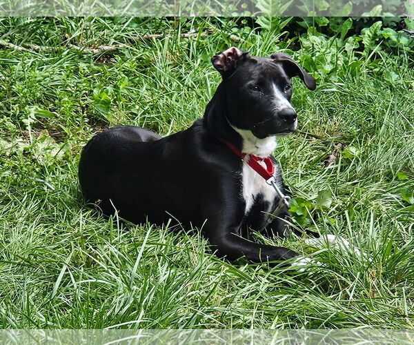 Medium Photo #3 Collie-Unknown Mix Puppy For Sale in Germantown, OH, USA