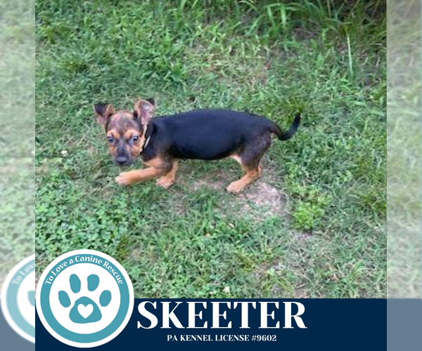 Medium Photo #2 Chihuahua-Unknown Mix Puppy For Sale in Kimberton, PA, USA