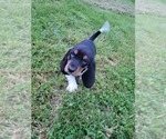 Small #3 Basset Hound