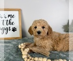 Small #2 Goldendoodle (Miniature)