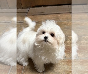 Maltese Puppy for sale in CANONSBURG, PA, USA