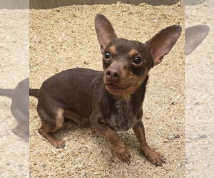 Chihuahua Dogs for adoption in Peralta, NM, USA