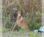 Small #7 Mutt