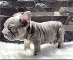 Small #7 French Bulldog