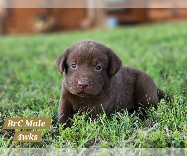 Medium Photo #32 Labrador Retriever Puppy For Sale in EDGEWOOD, TX, USA