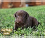 Small Photo #32 Labrador Retriever Puppy For Sale in EDGEWOOD, TX, USA