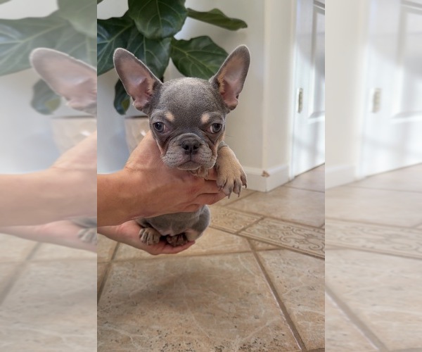Medium Photo #6 French Bulldog Puppy For Sale in METUCHEN, NJ, USA